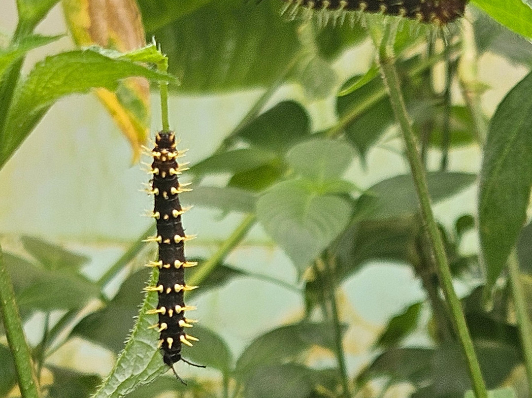 Magic of Life Butterfly House景点图片