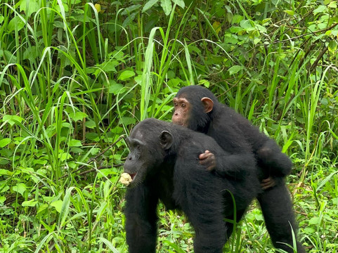 Tanzania Rollers Safari-阿鲁沙必去景点