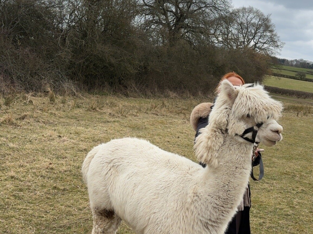 Middle England Farm Alpacas-Henley in Arden必去景点