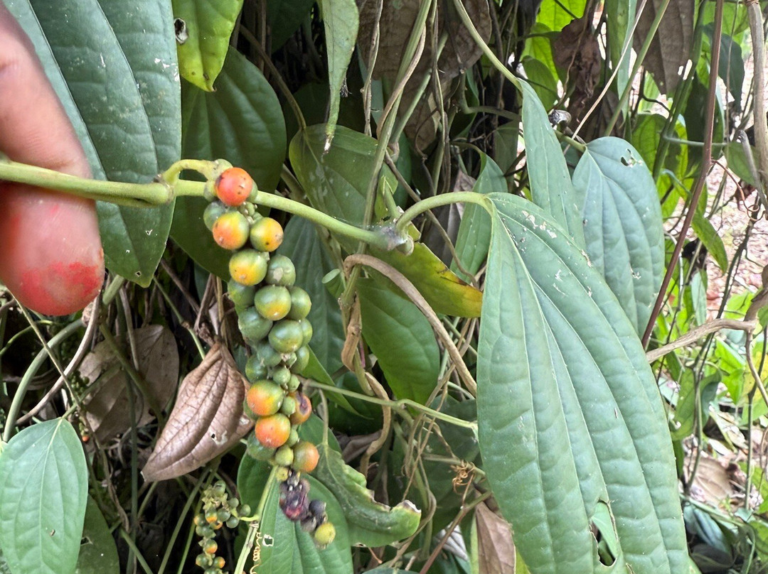 Laura's Herb & Spice Garden景点图片