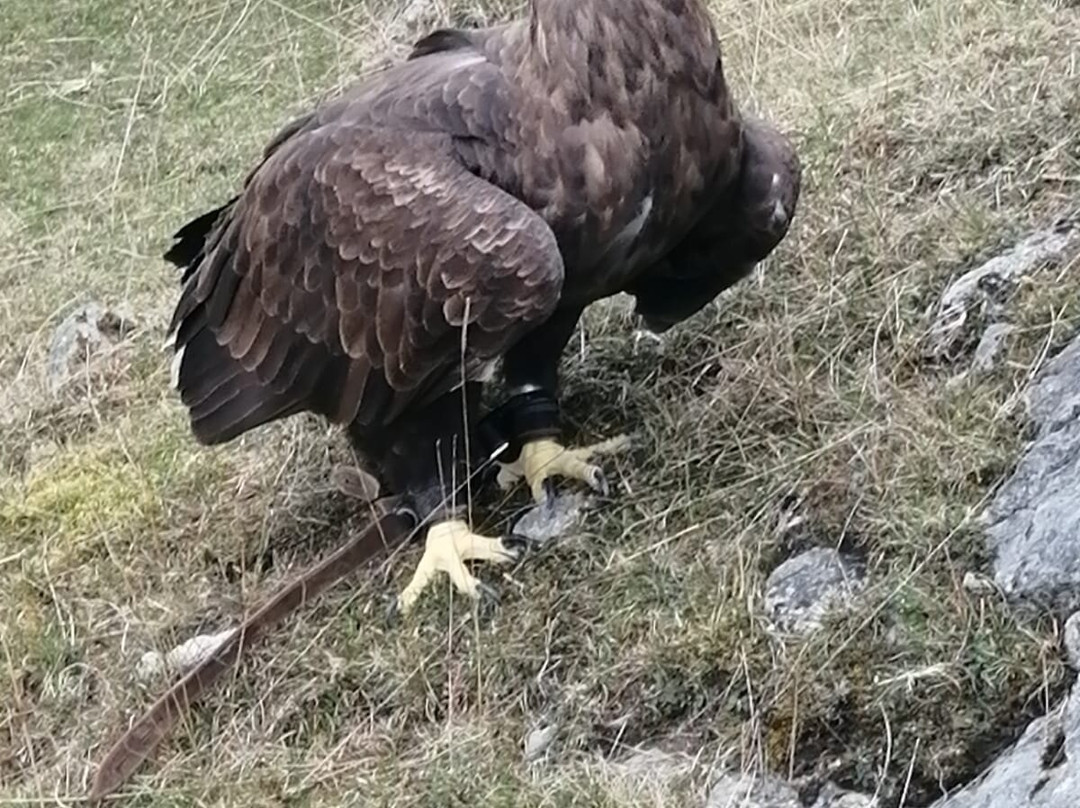 Wings Of Wales景点图片