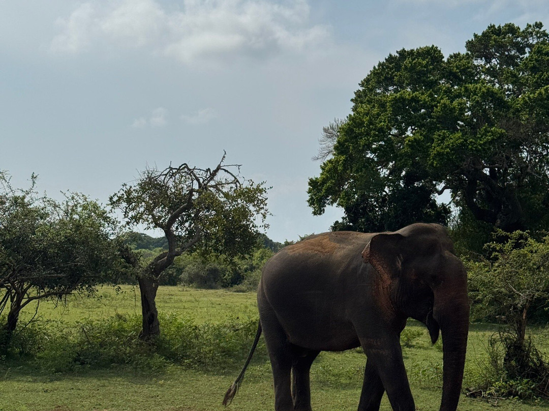 Yala Wild Gate Safari-Yala必去景点