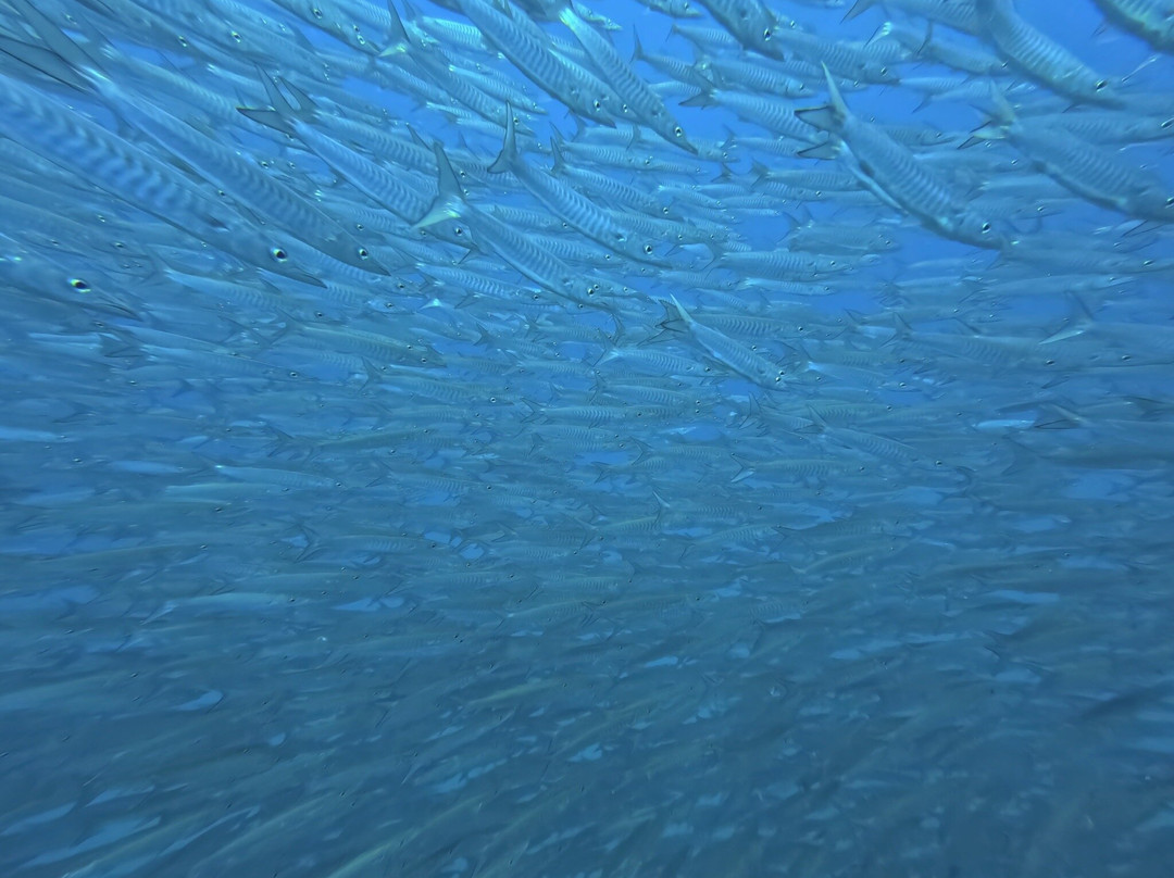 Local Divers-象岛必去景点