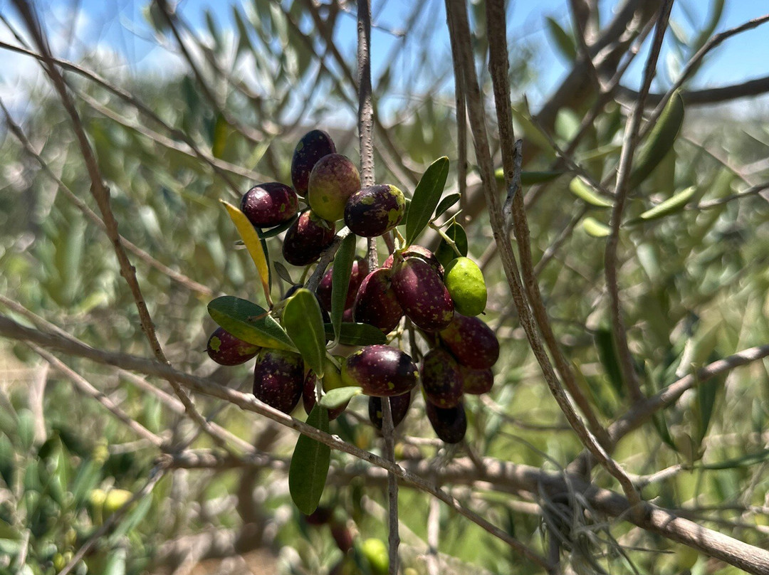 Huerto Olivanto-莱瓦镇必去景点