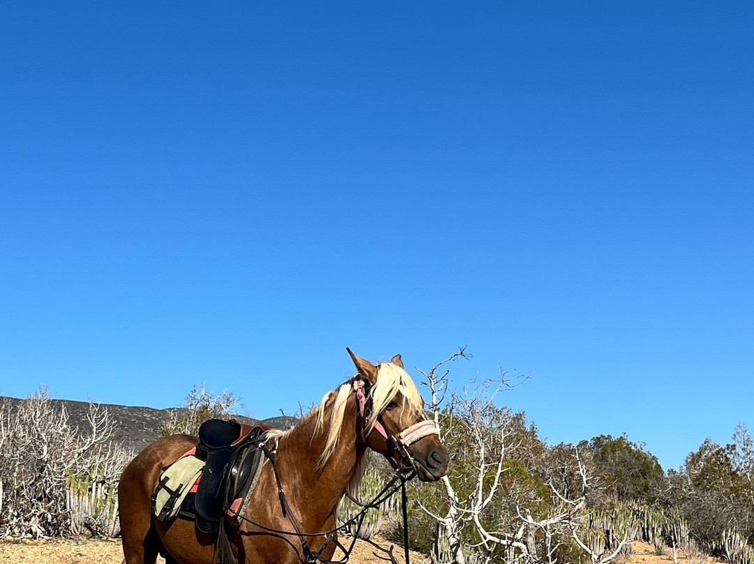Amazir Cheval-Taghazout必去景点