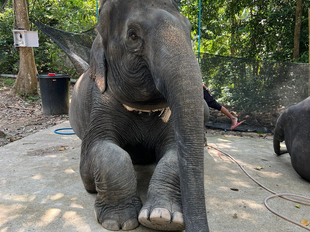 Elephant Care Samui-马叻必去景点