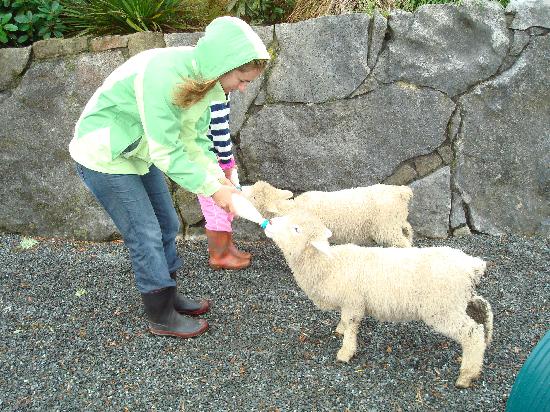 Tapanui Country Home-客卧