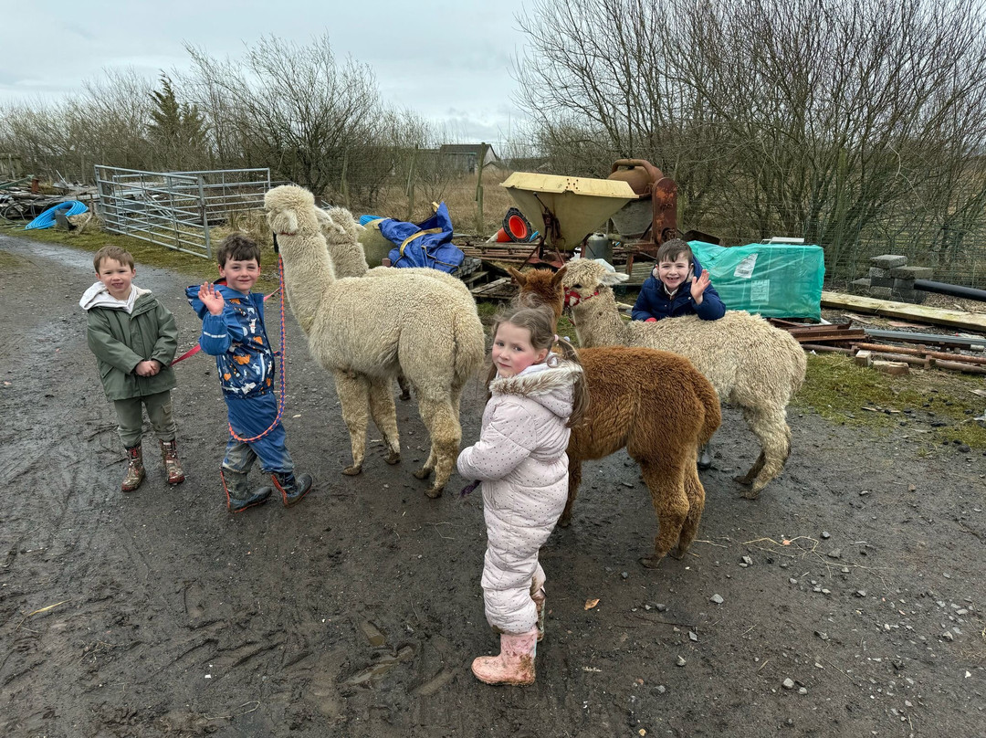 Alpacas Of Scotland Experiences Ltd景点图片