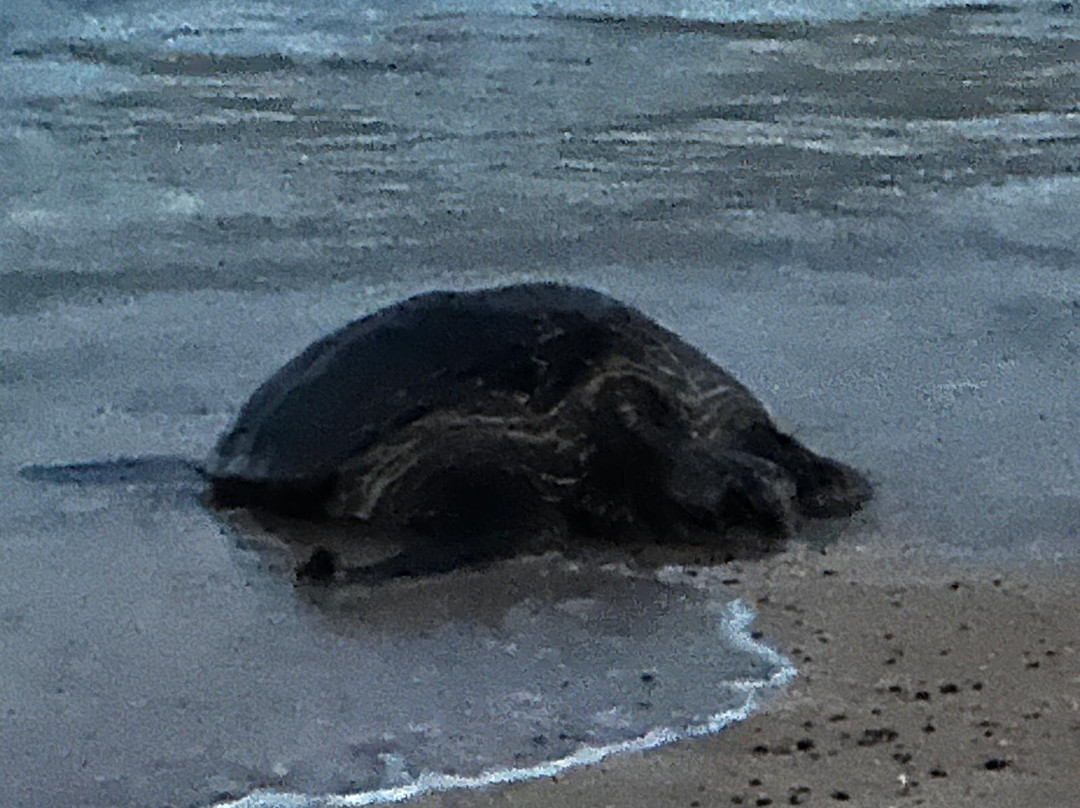 Seasport Divers-可洛亚必去景点