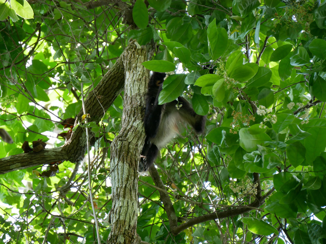 Punta Laguna Nature Reserve-图伦必去景点