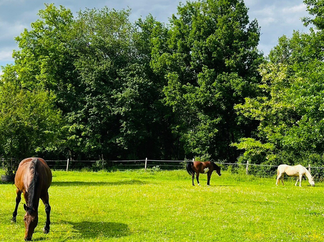 Manoir des Chanterelles主图