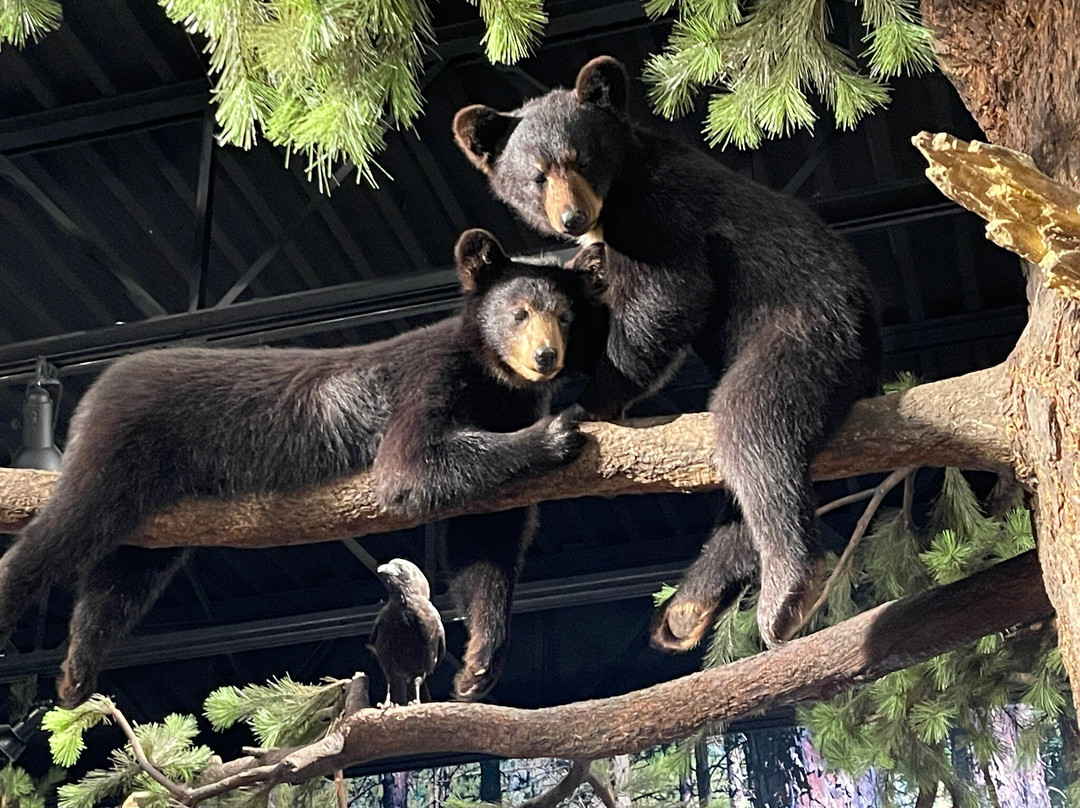 North American Bear Center-伊利必去景点