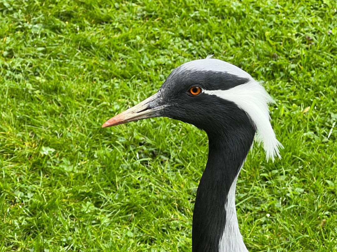 Tierpark Irgenöd-Ortenburg必去景点