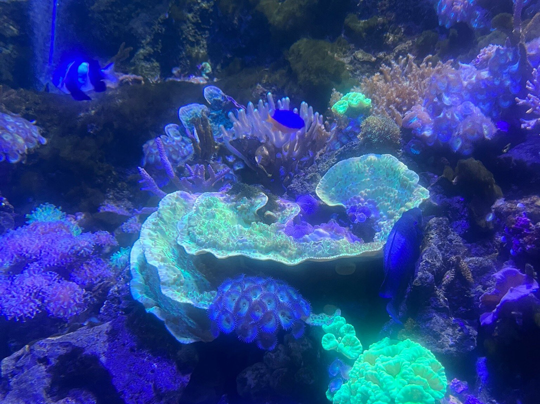 Skegness Aquarium景点图片