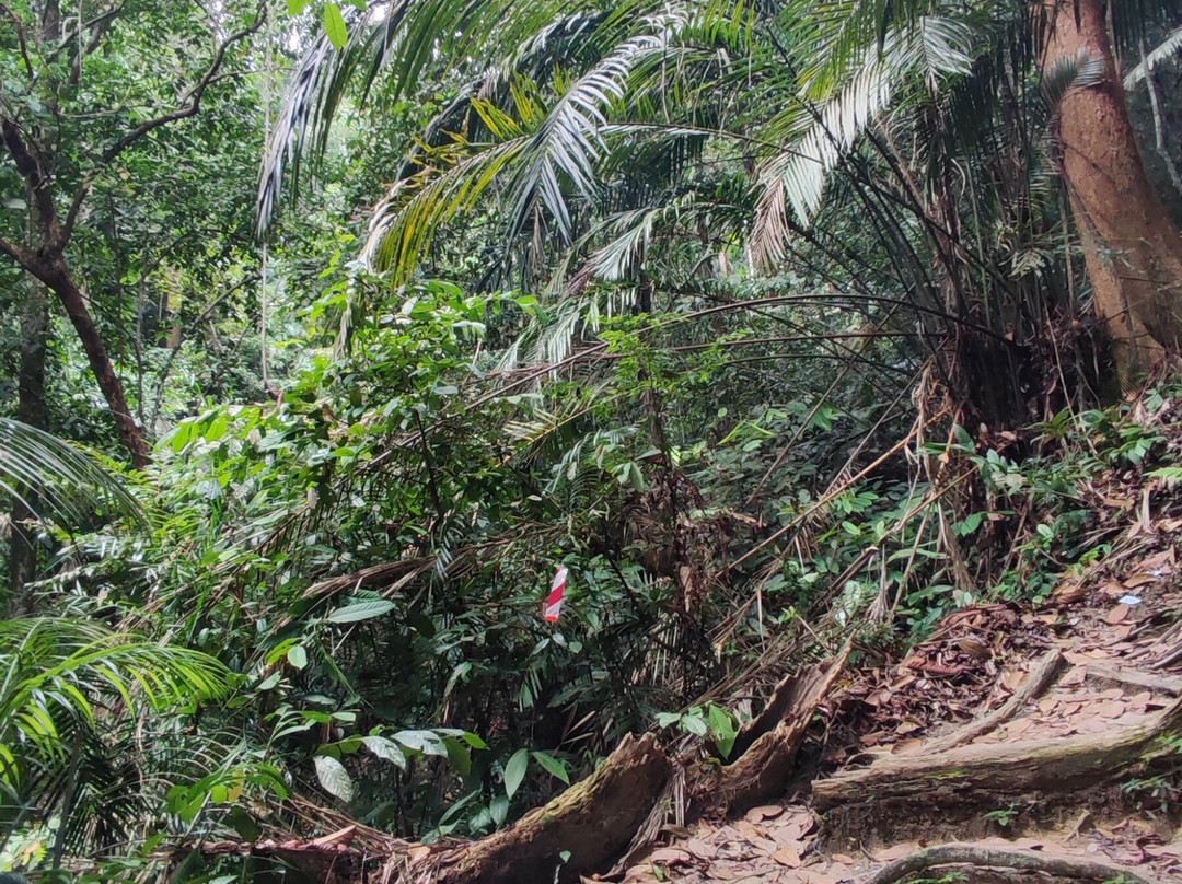 Bukit Larut景点图片