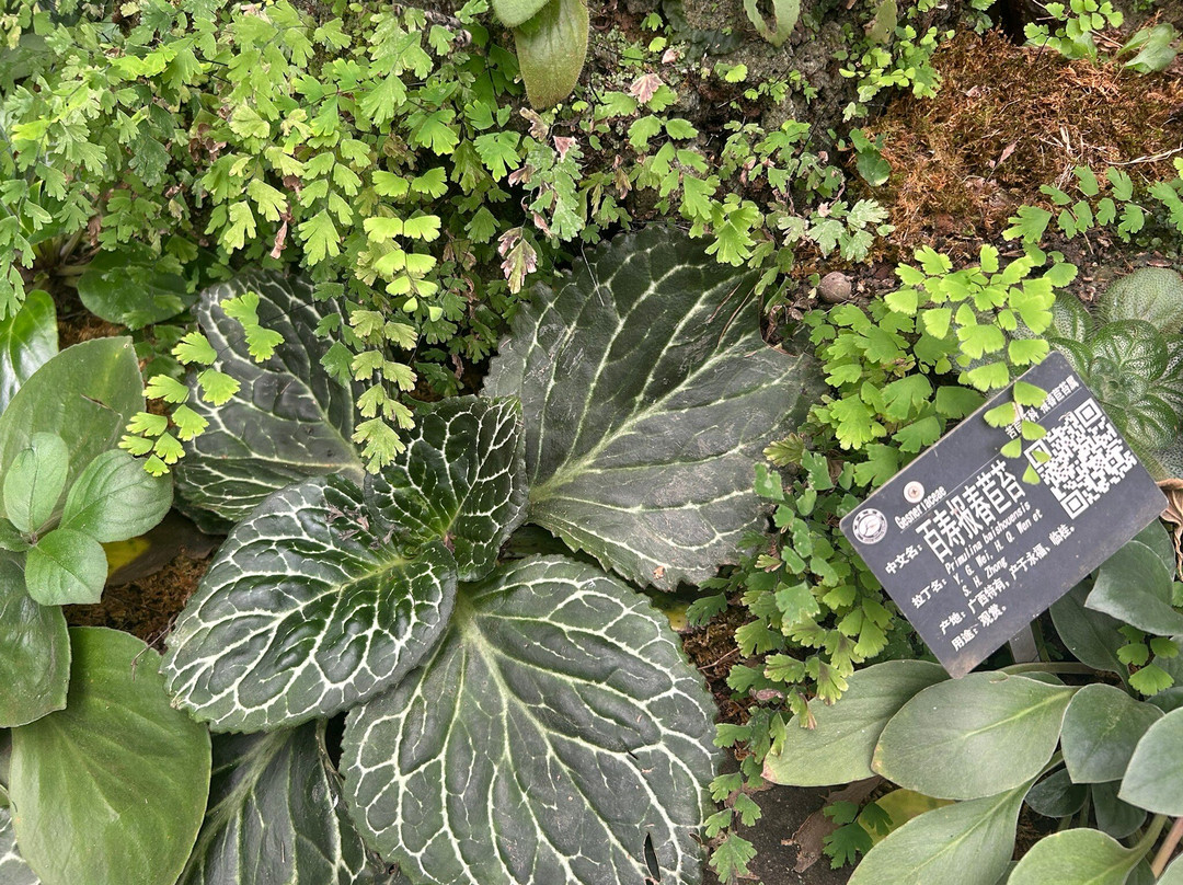 桂林植物园-桂林市必去景点