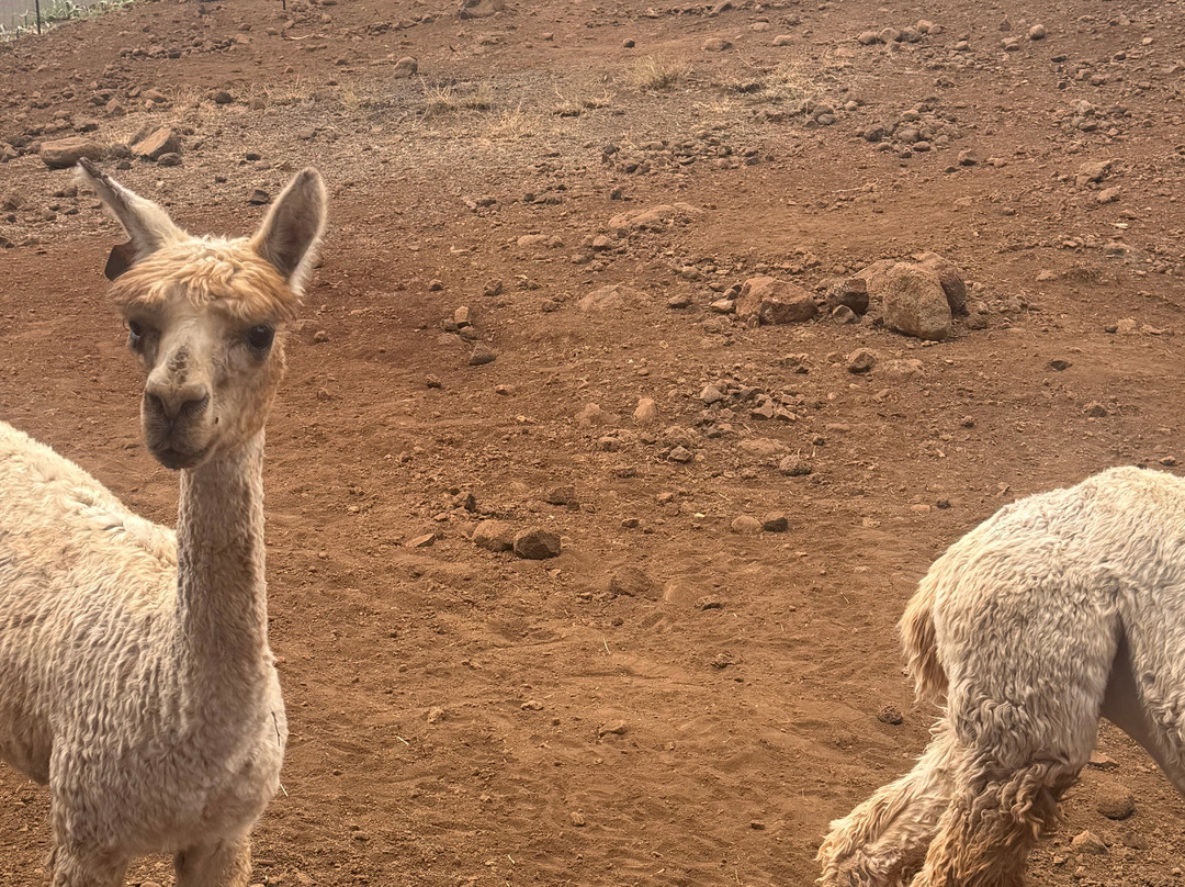 Maui Dragon Fruit Farm-拉海纳必去景点