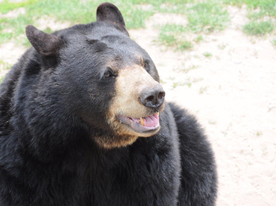 Oswald's Bear Ranch-Newberry必去景点