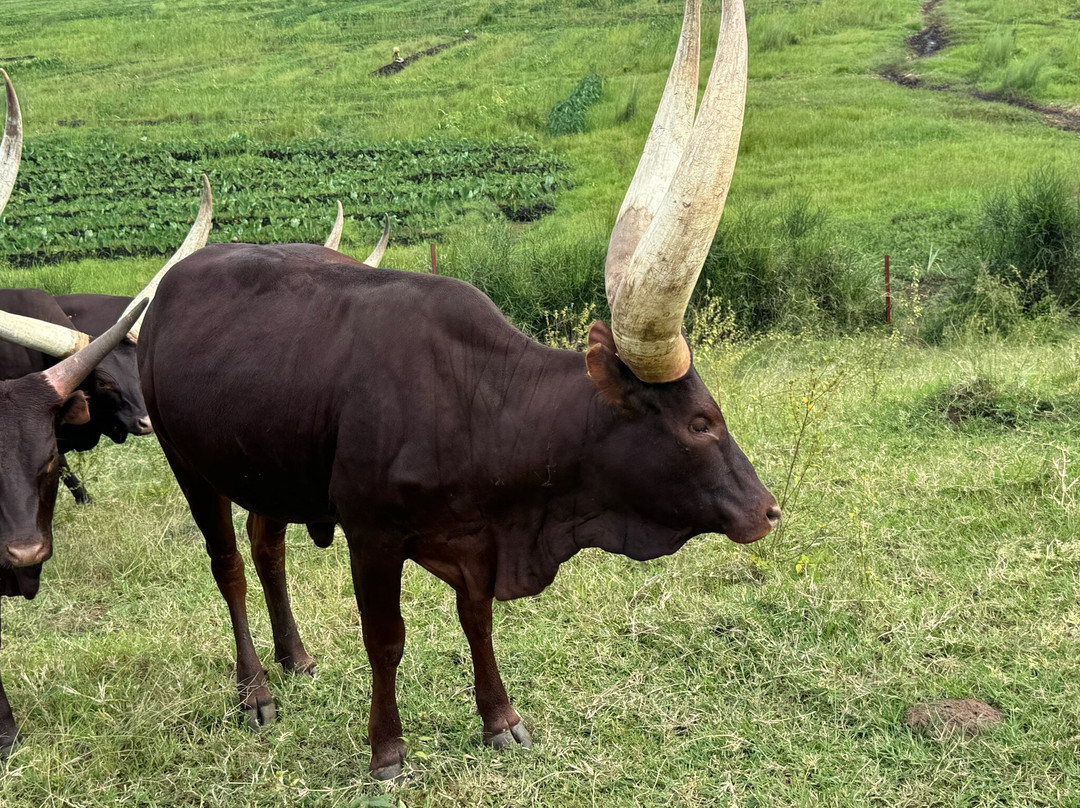 Explore RwandaTours-吉佳利必去景点