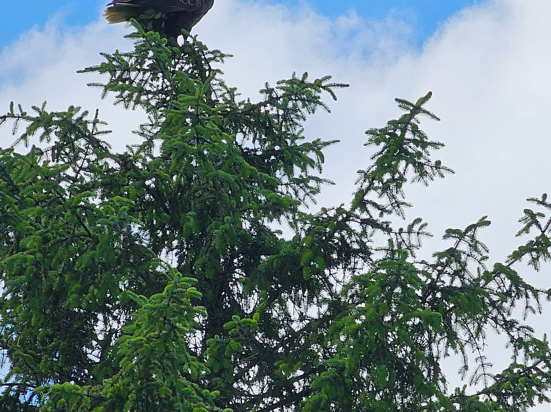 Breakaway Adventures Day Tours-Wrangell必去景点