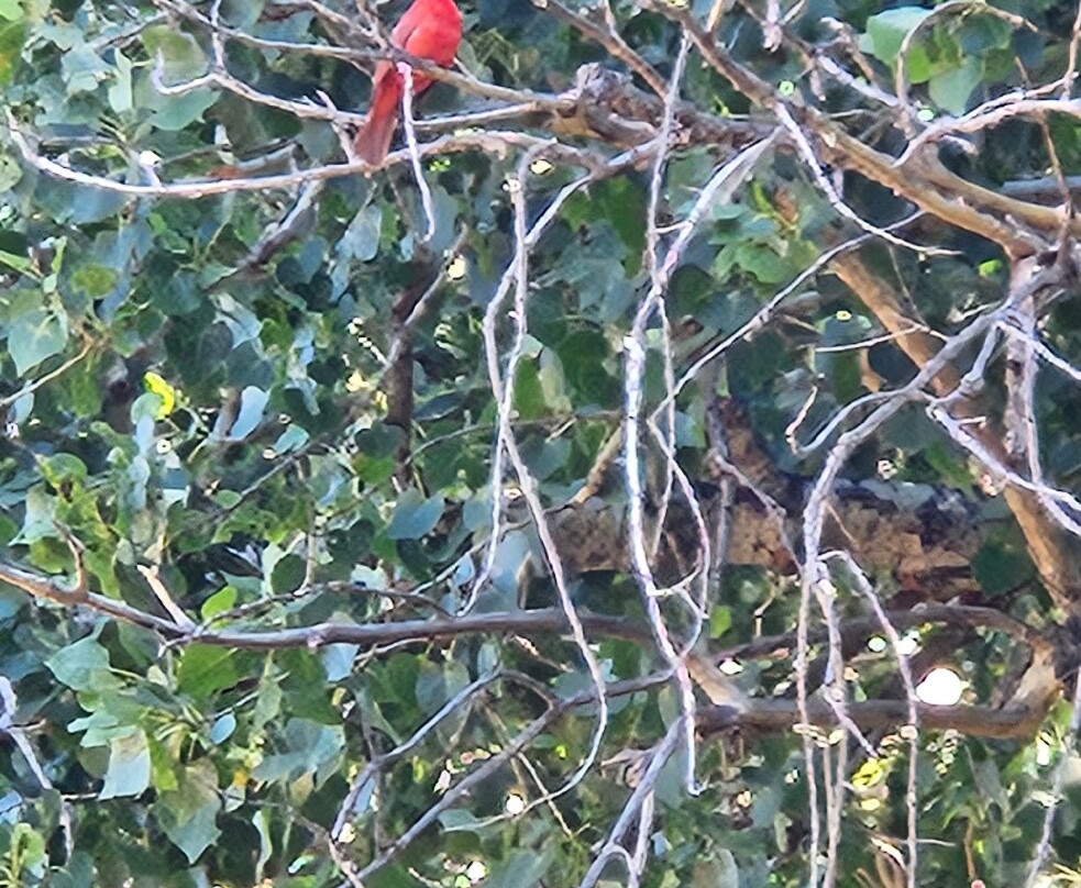 Old Town Jail Trail-Cottonwood必去景点