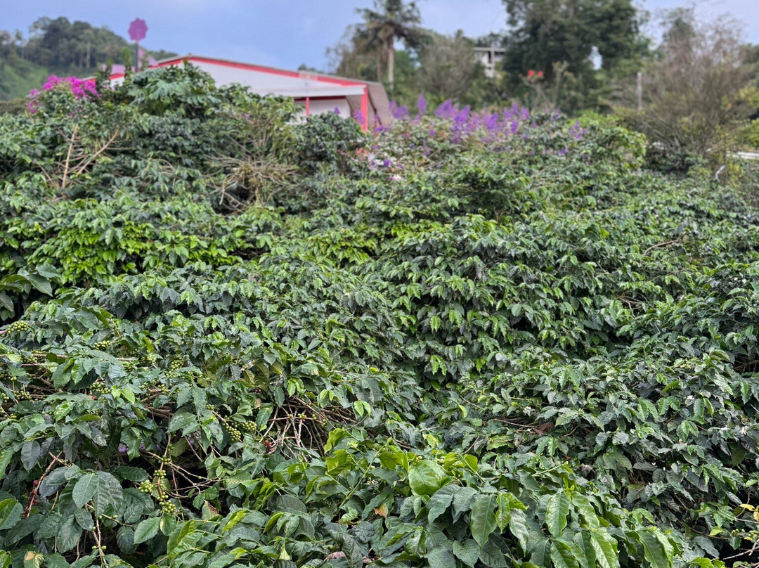 Cafe San Alberto-布埃纳维斯塔必去景点