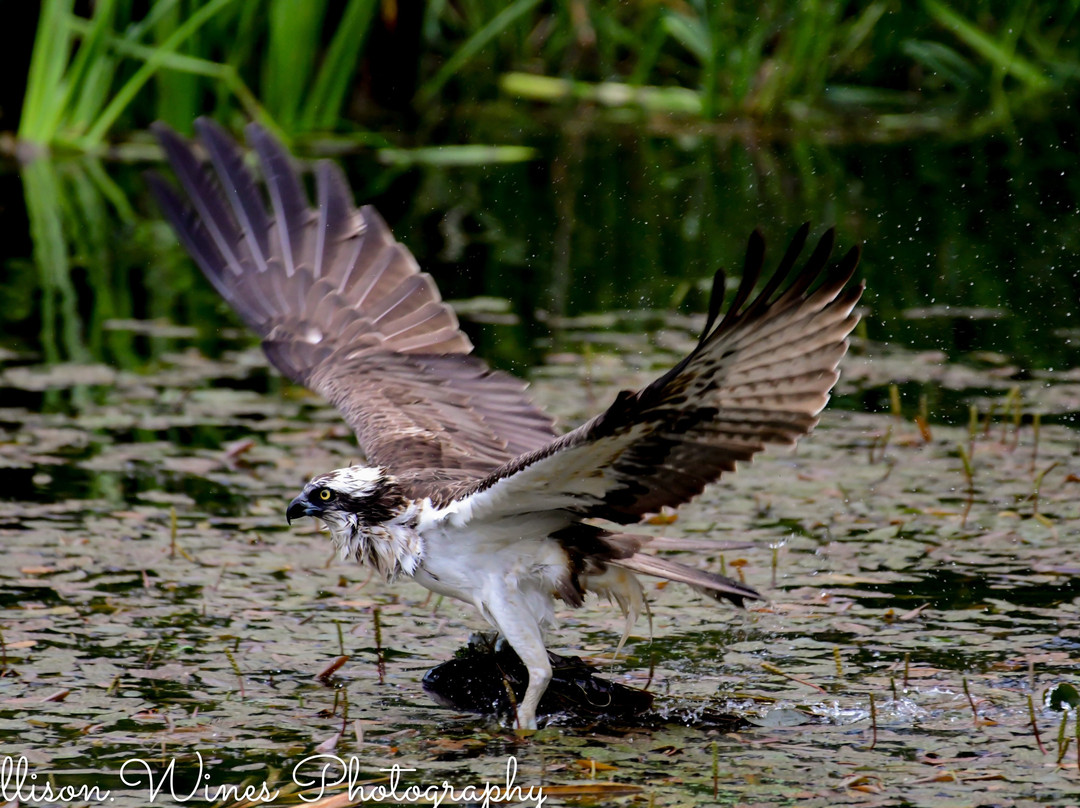 Trossachs Osprey Hide-卡兰德必去景点