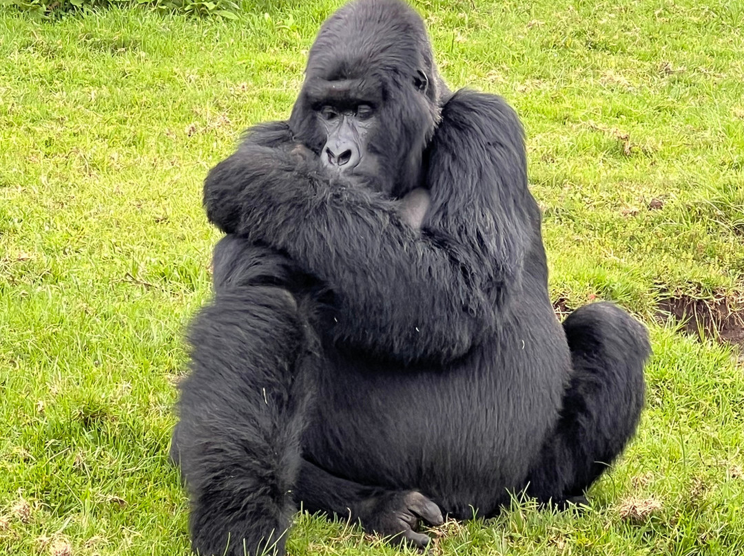 Volcanoes National Park Rwanda-Musanze District必去景点