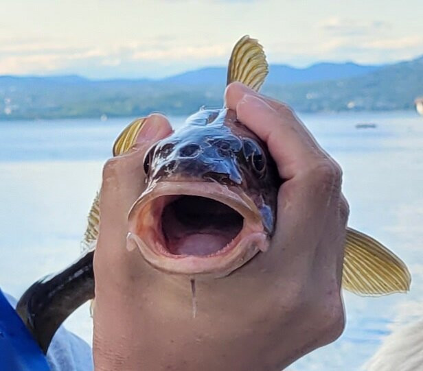 Oslo Fjord Boat Fishing-奥斯陆必去景点
