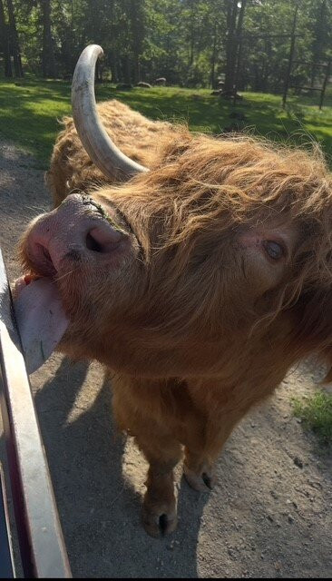 The Farm at Walnut Creek-Sugarcreek必去景点