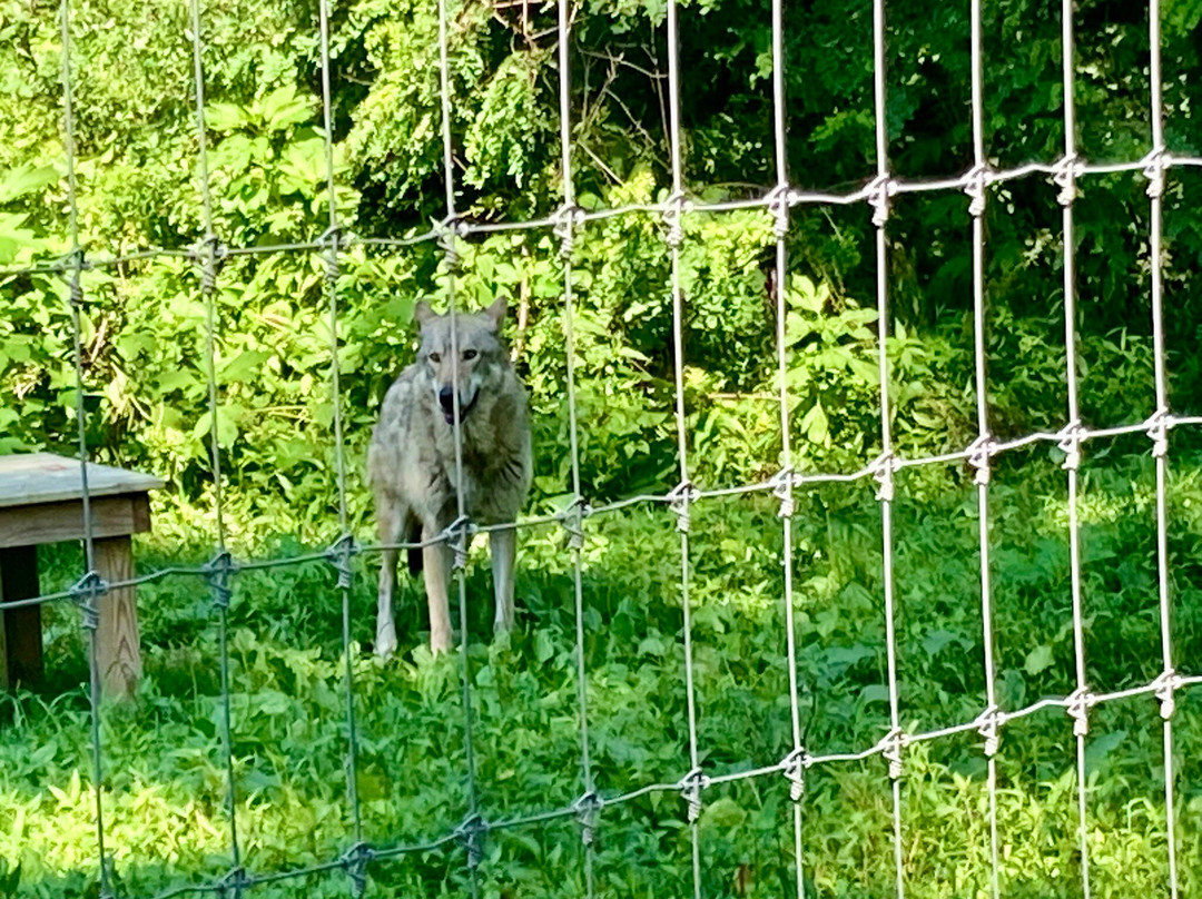 Wolf Sanctuary of PA-利蒂茨必去景点