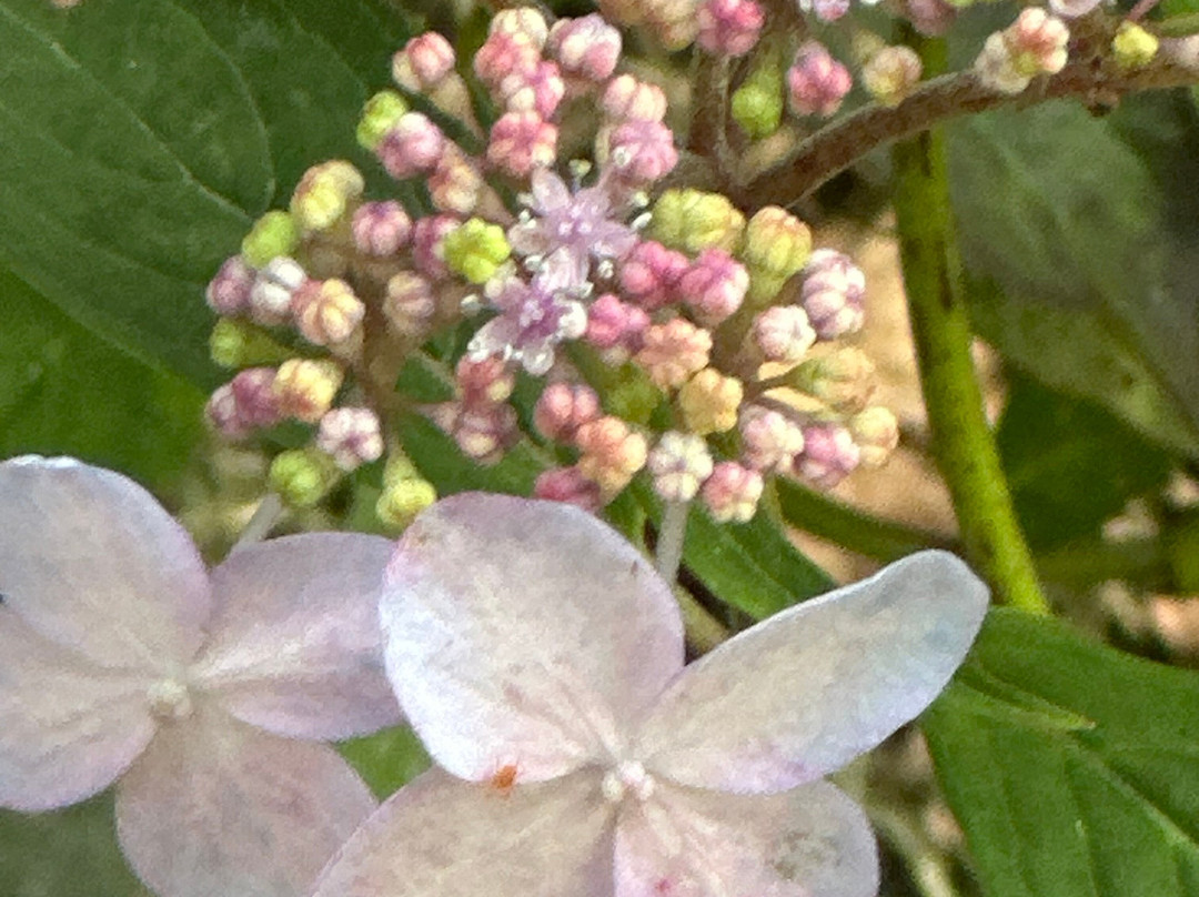 Jardin Shamrock-Varengeville-sur-Mer必去景点