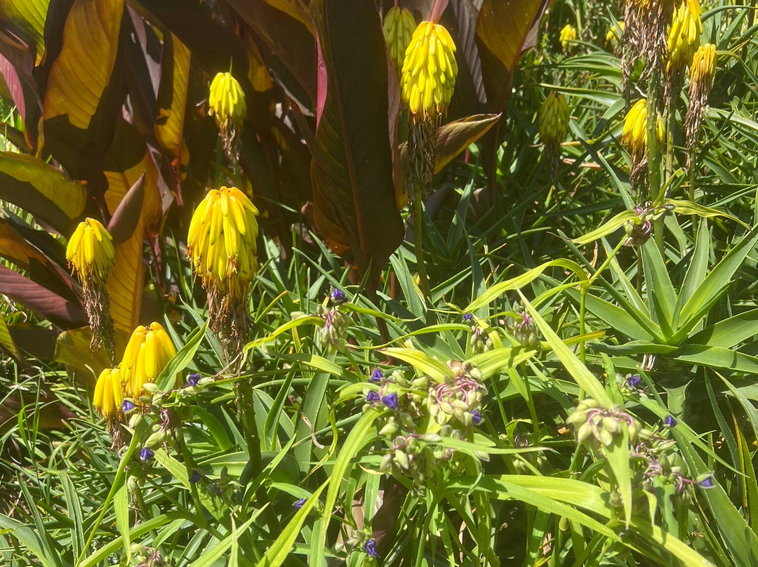 Mottistone Gardens-Brighstone必去景点