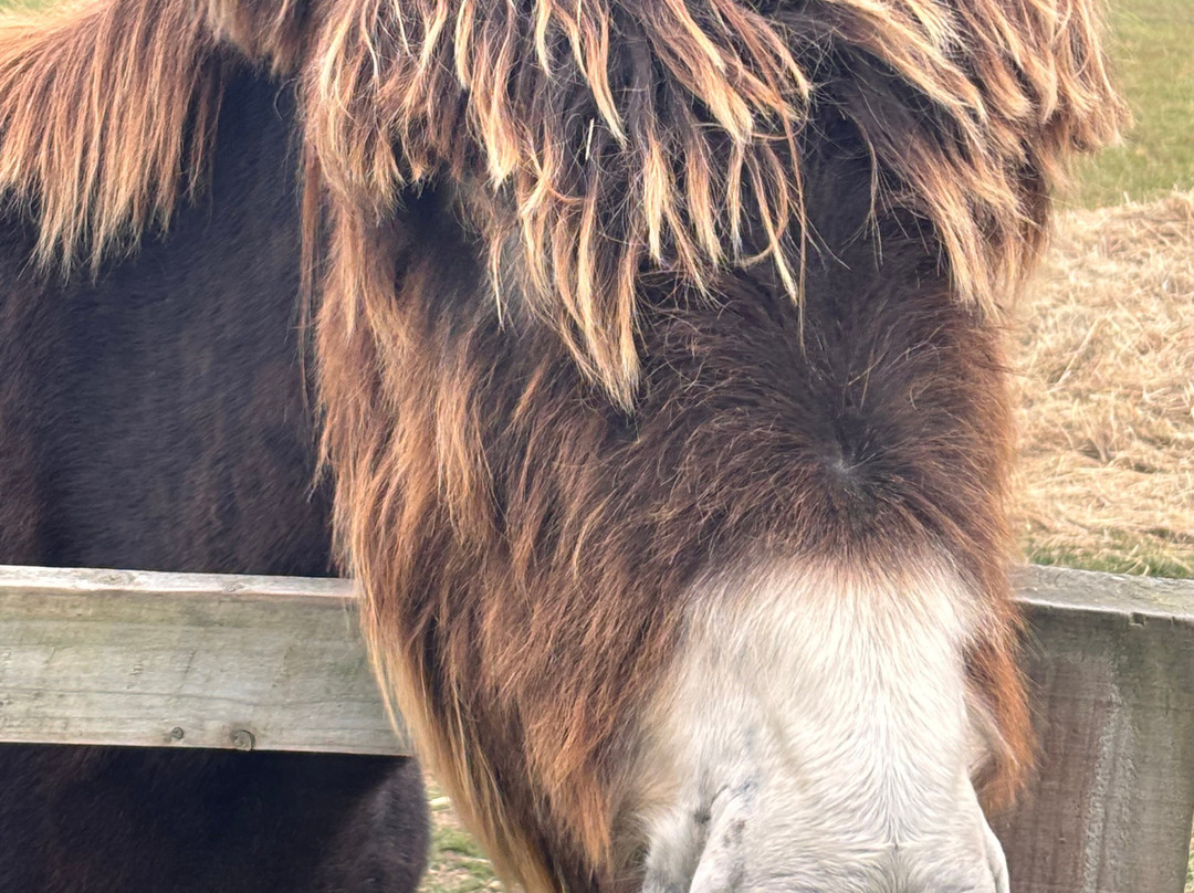 Radcliffe Donkey Sanctuary-Huttoft必去景点