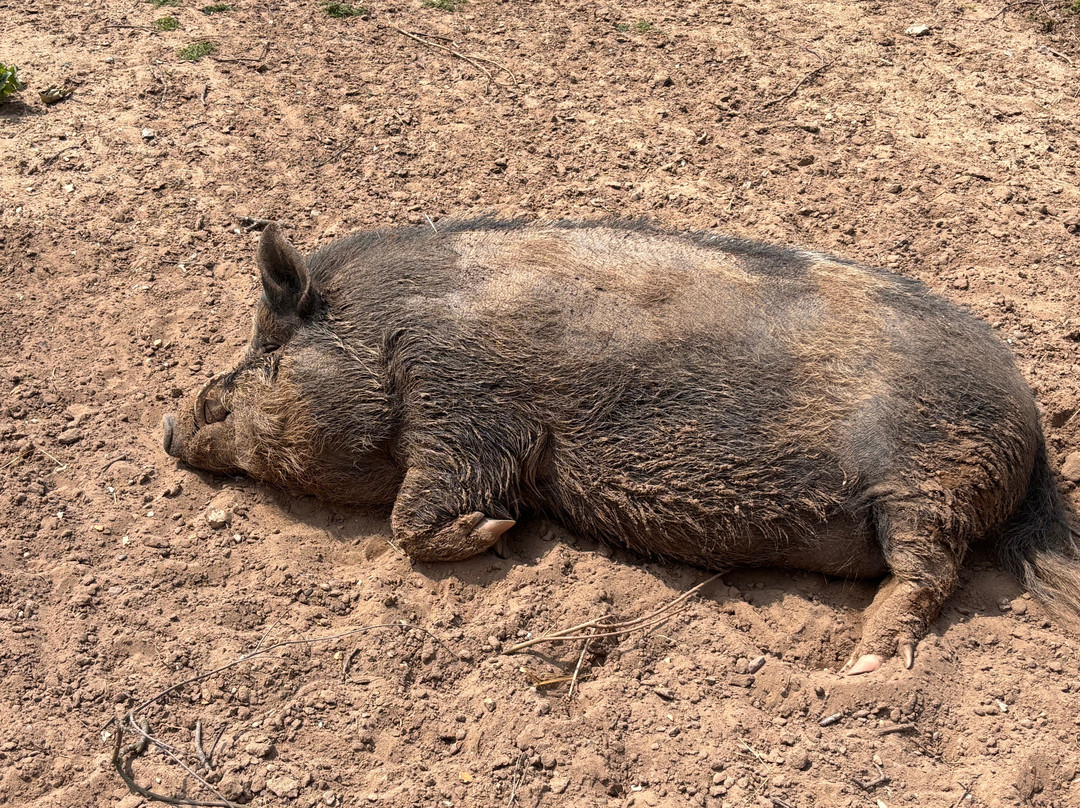 Mablethorpe Seal Sanctuary and Wildlife Centre-Mablethorpe必去景点