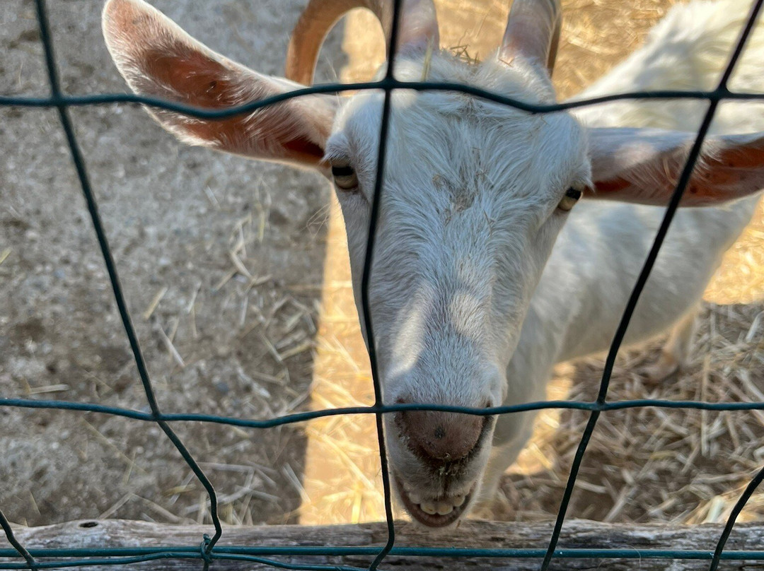 Casa Agricola Scorziello主图