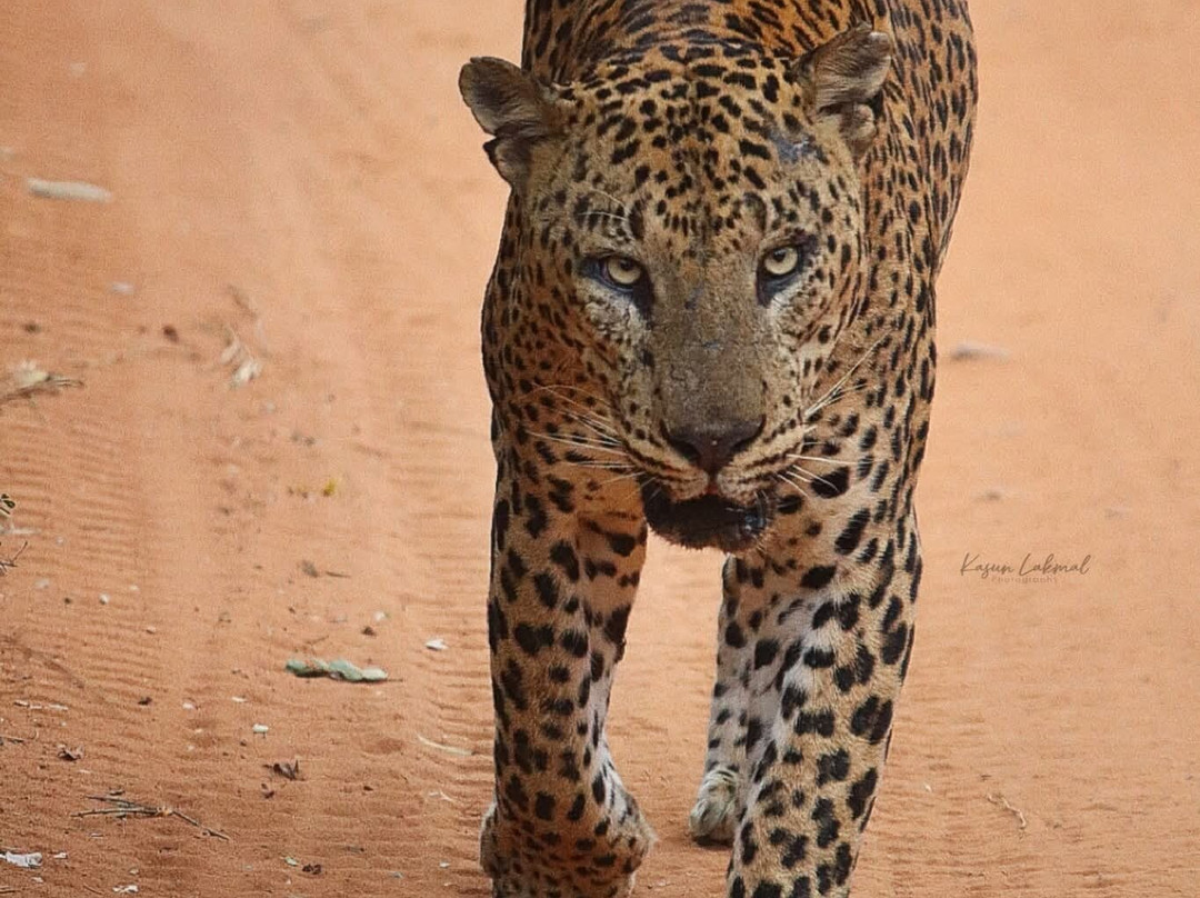 Yala Leopard Eye Safari-Palatupana必去景点