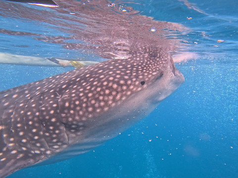 Oslob Whale Sharks-宿雾市必去景点