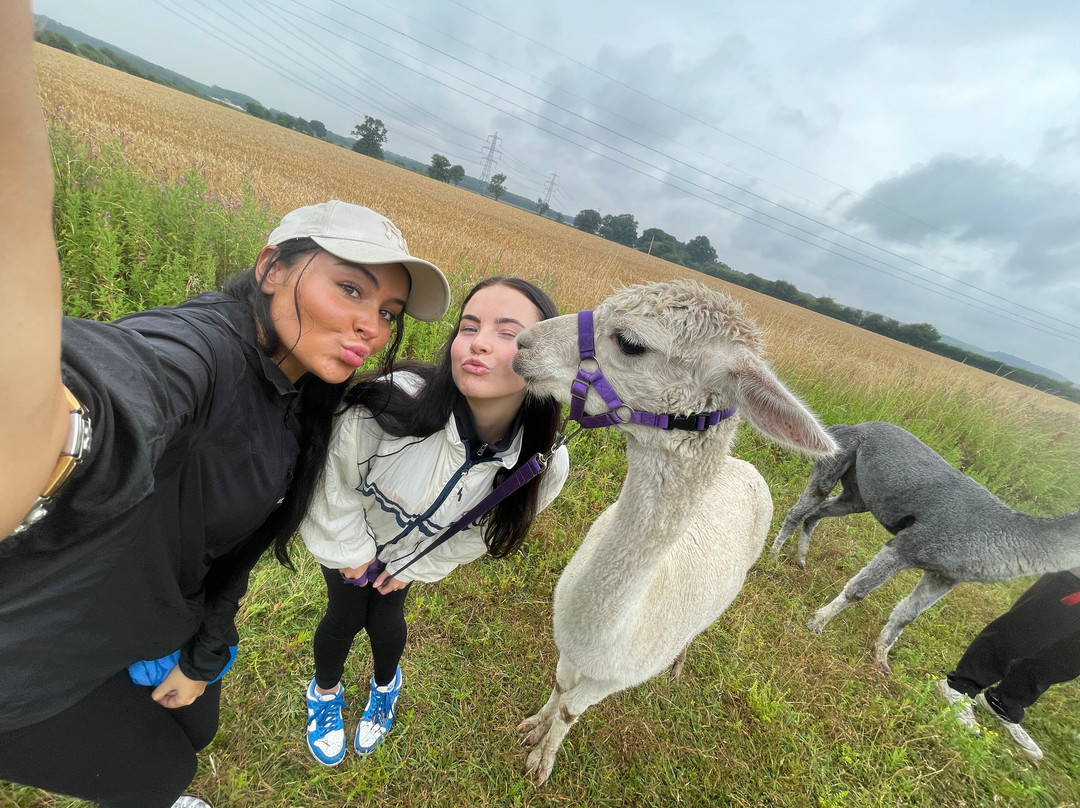 Tickhill Alpacas-Tickhill必去景点