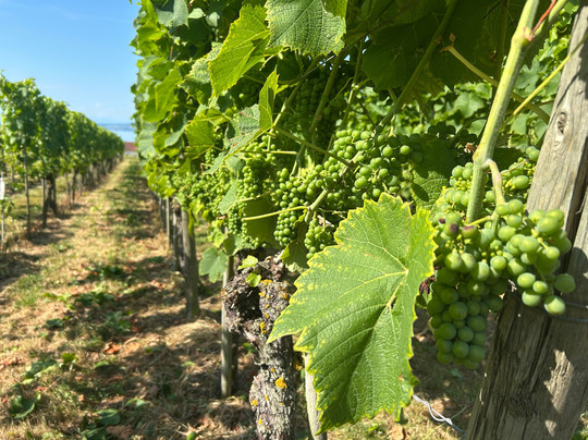 邦格朗德霍夫酒店主图