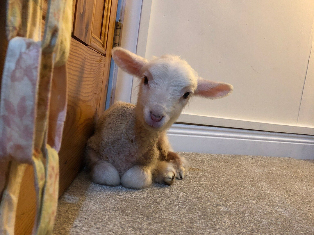 Fitzroy Farm-Darwin必去景点