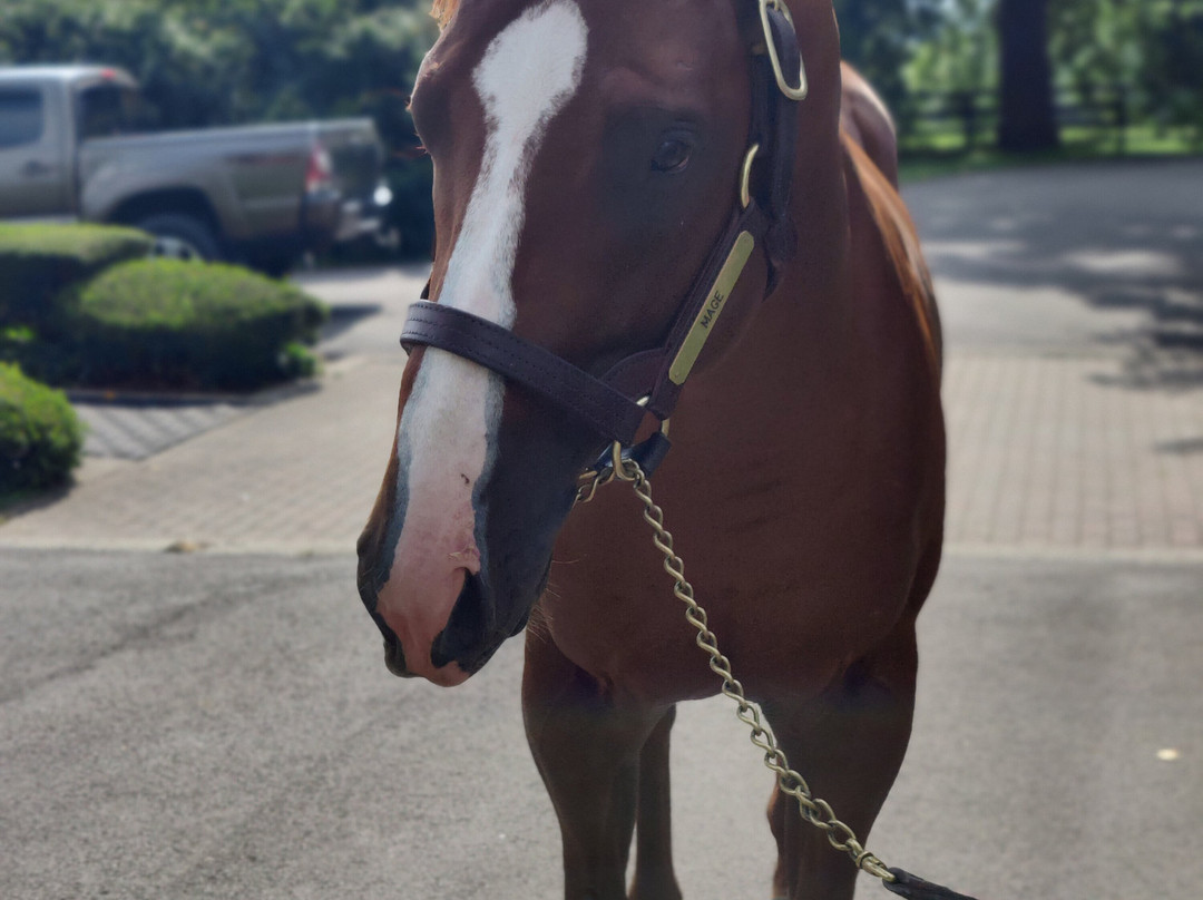 Airdrie Stud-Midway必去景点