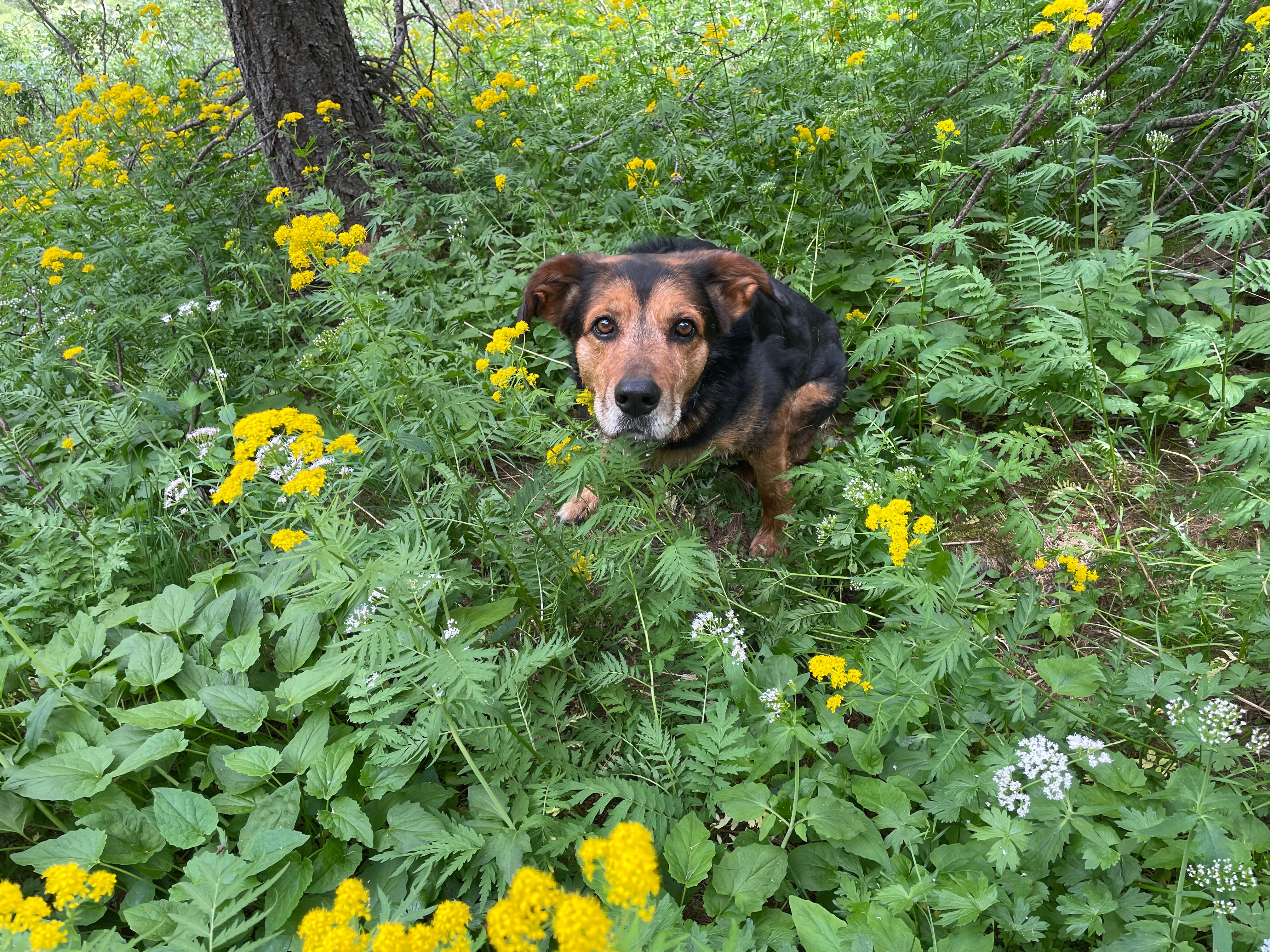 La Maison de Gaudissard-官方