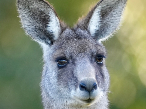 Perfect Day Sydney-悉尼必去景点