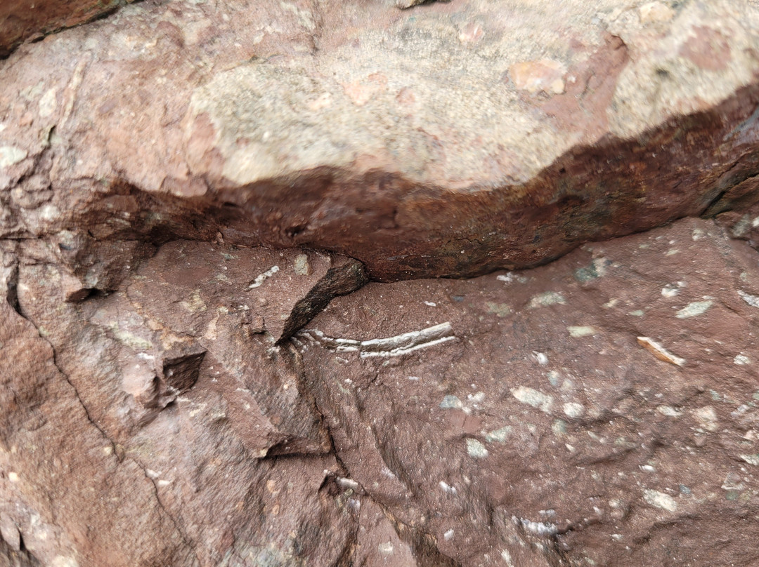 Fundy Treasure Tours-Joggins必去景点