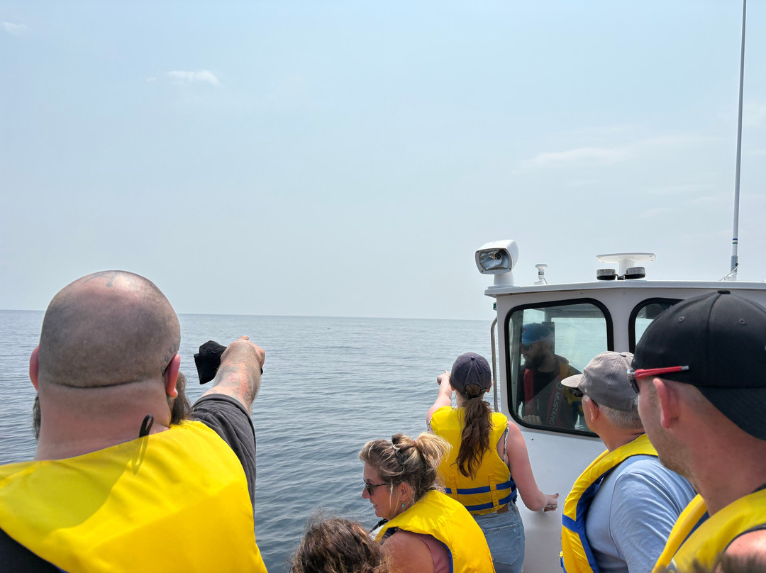 Ingonish Whale Watching-Ingonish必去景点