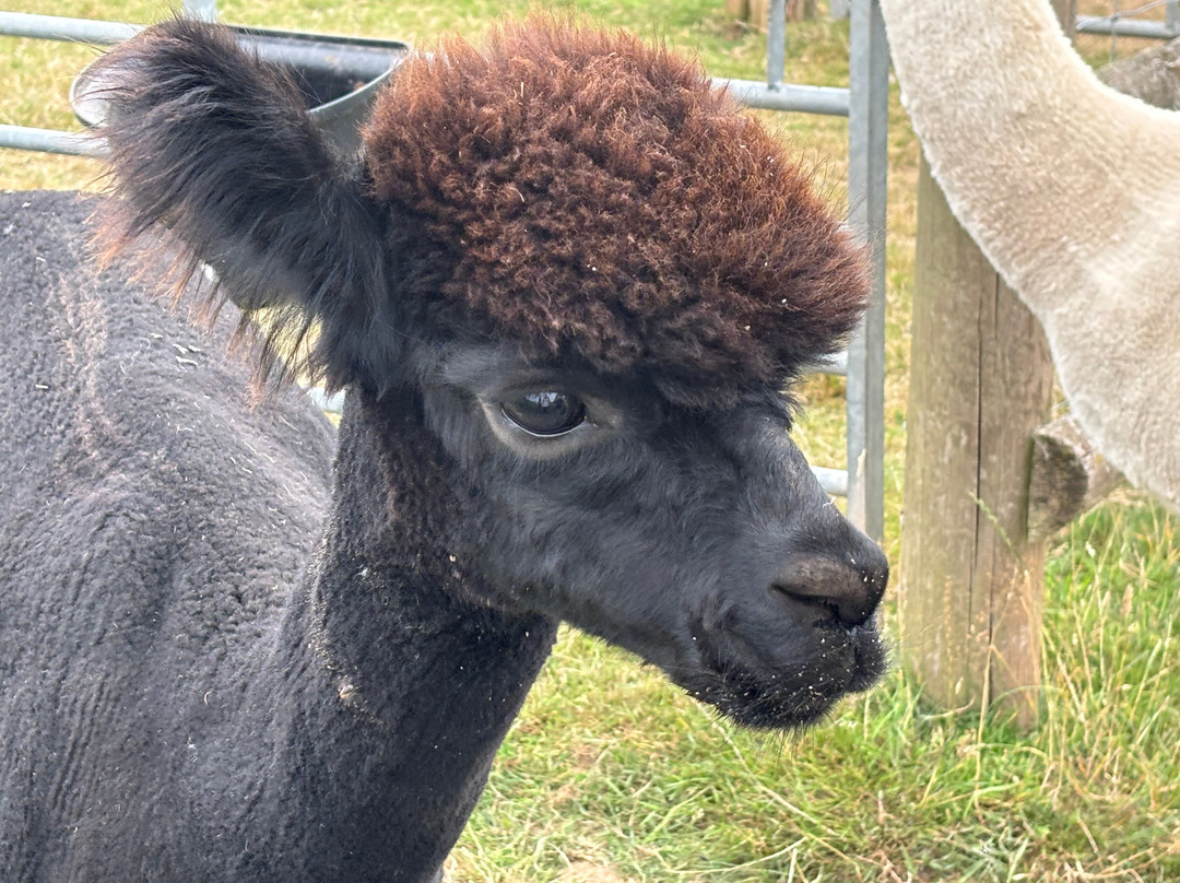 Clivewood Alpacas-什鲁斯伯里必去景点