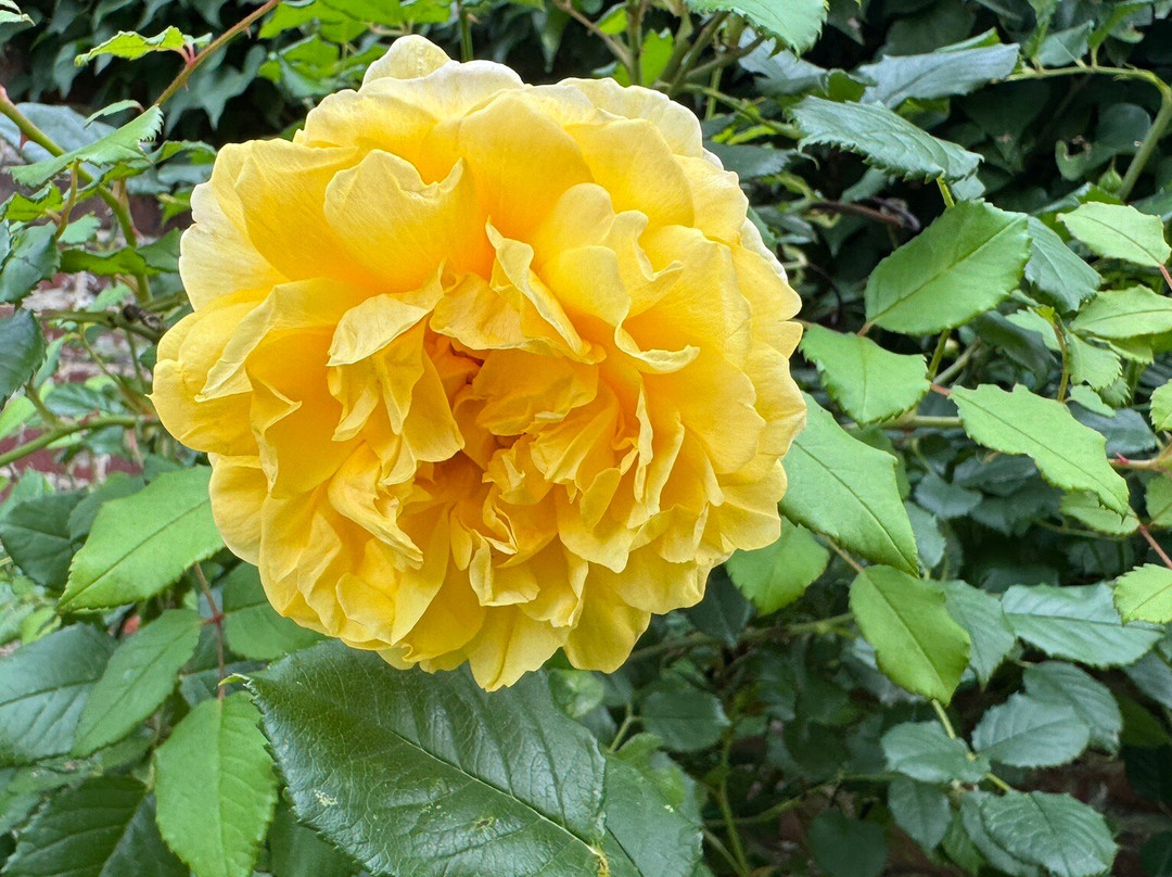 Talbot House - Museum-波佩林格必去景点