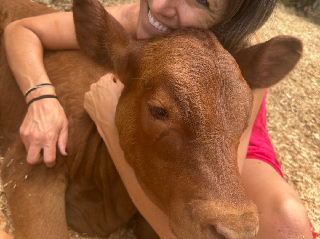 Krishna Cow Sanctuary-帕派科欧必去景点