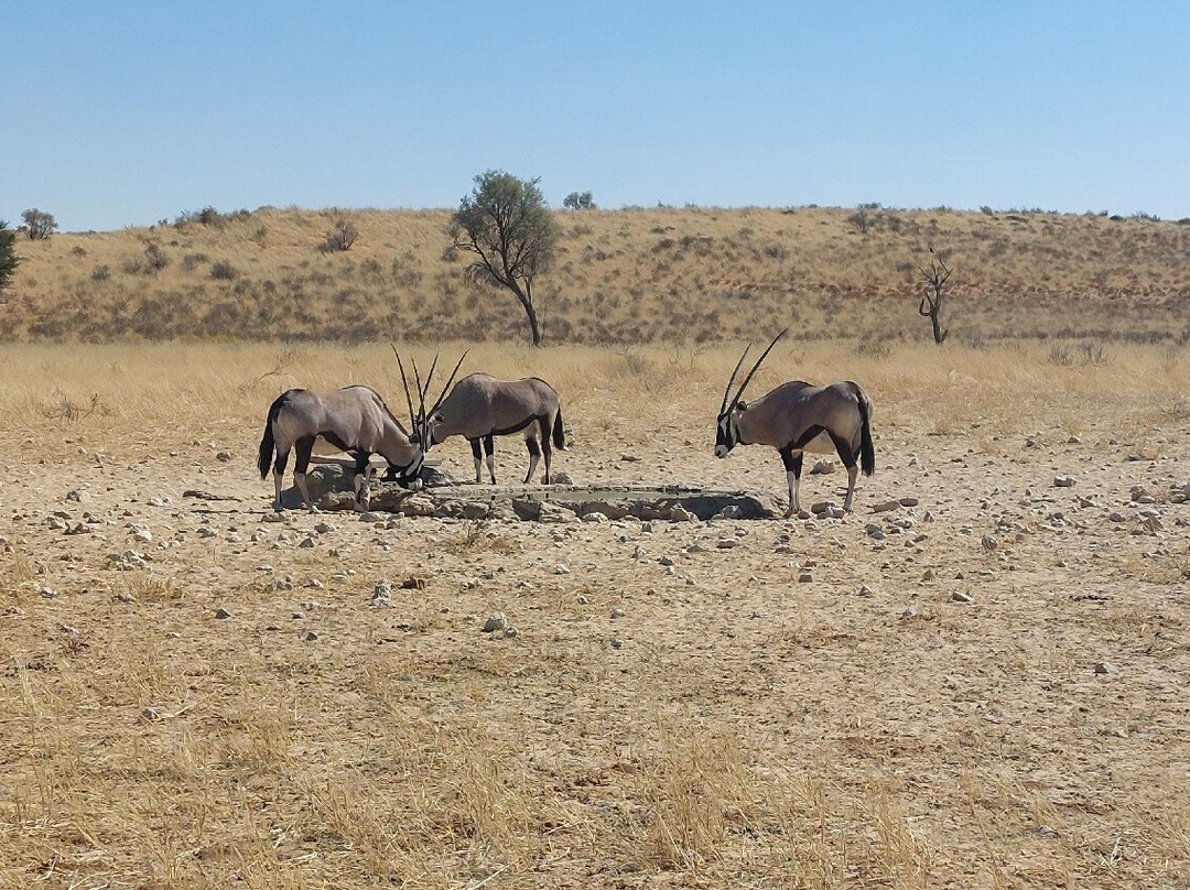 Kalahari Safaris - Desert Explorers-阿平顿必去景点